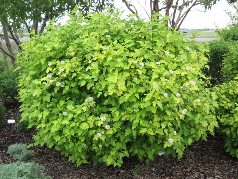 Physocarpus' Nugget Ninebark