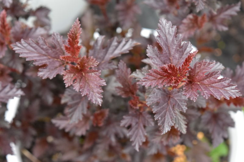 Physocarpus' Panther® Ninebark