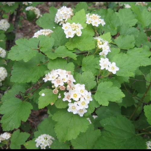 Physocarpus' Native Ninebark