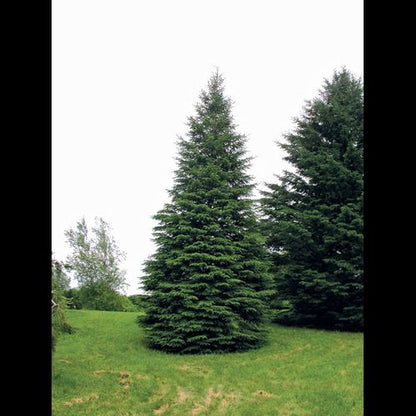 Picea' Black Hills Spruce Tree