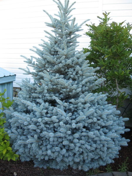 Picea' Montgomery Spruce Tree,