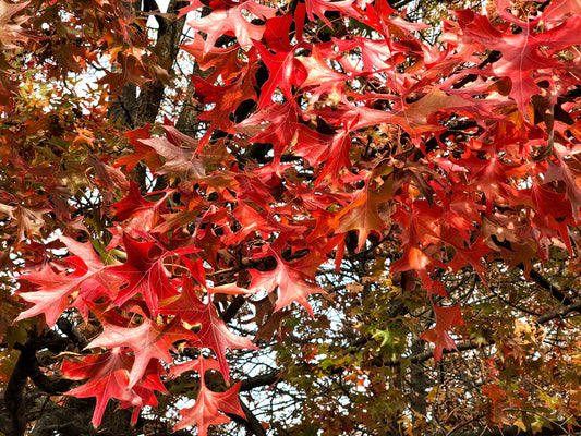 Quercus' QuickScape Minis Pin Oak Tree