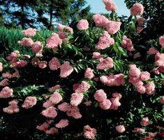 Hydrangea' Pink Diamond