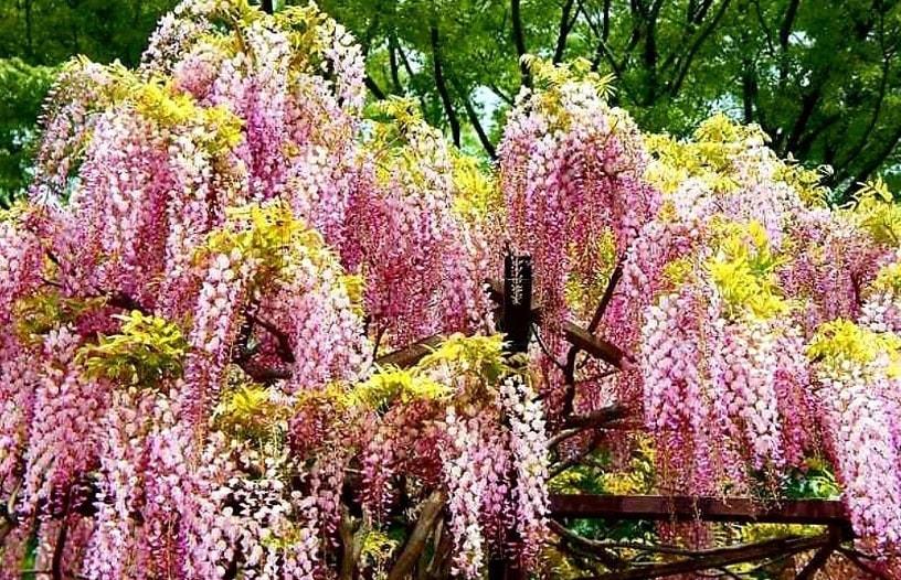 Wisteria' Pink Ice Japanese Tree Wisteria