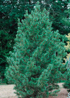 Pinus' Blue Swiss Stone Pine