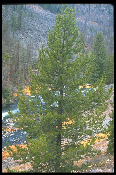 Pinus' Lodgepole Pine Tree