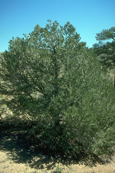 Pinus' Pinyon Pine Tree