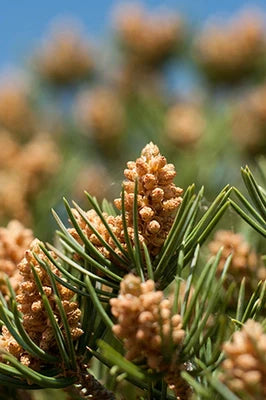 Pinus' Pinyon Pine Tree