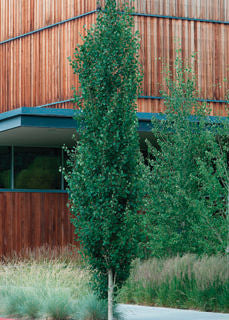 Populus' AC-Sundancer™ Poplar Tree