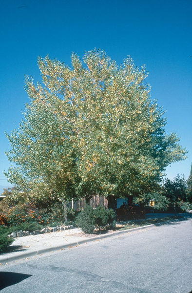 Populus' Tristis Poplar Tree