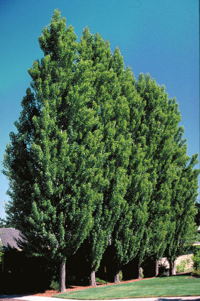 Populus' Tower Poplar Tree