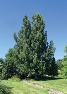 Populus' Plains Cottonwood Tree