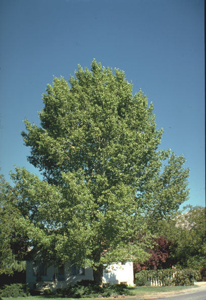 Populus' Plains or Sargenti Poplar Tree