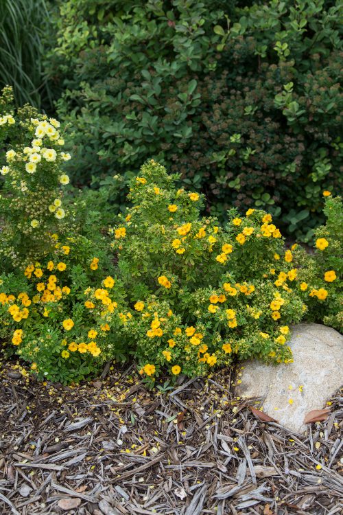 Potentilla' Marmalade