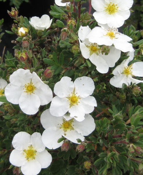 Potentilla' Abbotswood Potentilla