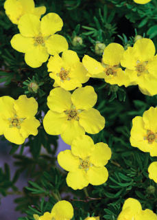 Potentilla' Dakota Sunspot™