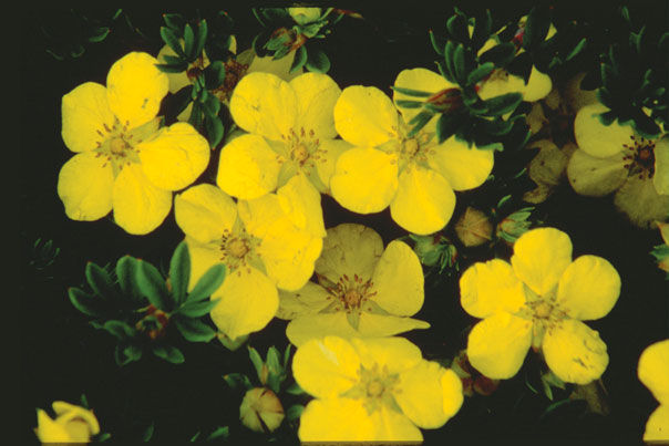 Potentilla' Gold Drop