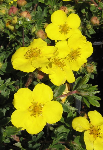 Potentilla' Gold Star