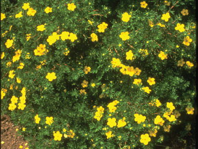 Potentilla' Goldfinger