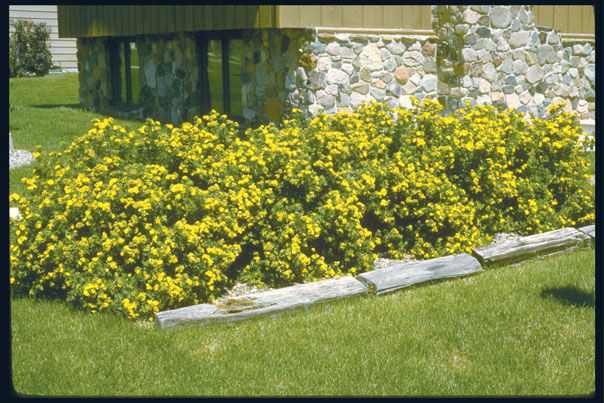 Potentilla' Jackman