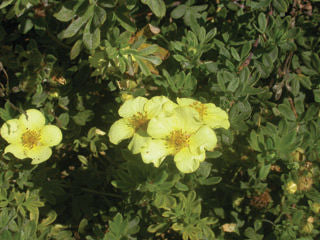 Potentilla' Native Yellow