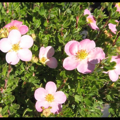 Potentilla' Pink Beauty