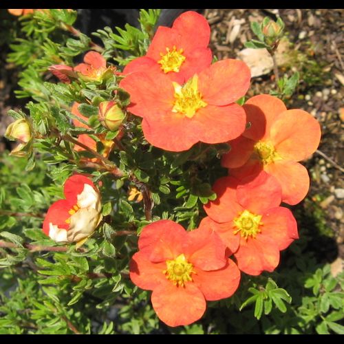 Potentilla' Red Robin