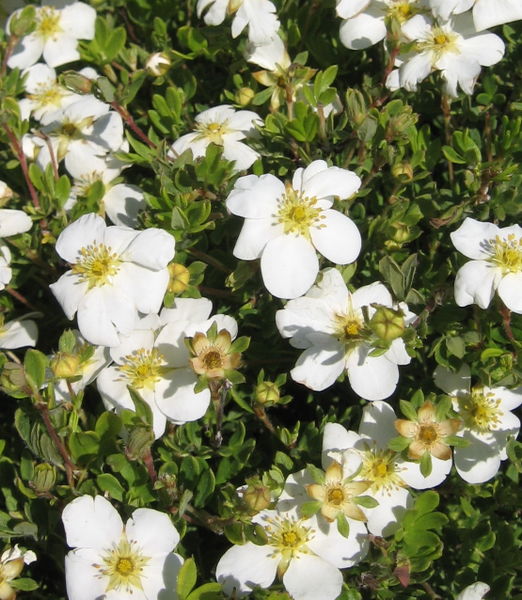 Potentilla' Snowbird