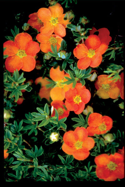 Potentilla' Sunset