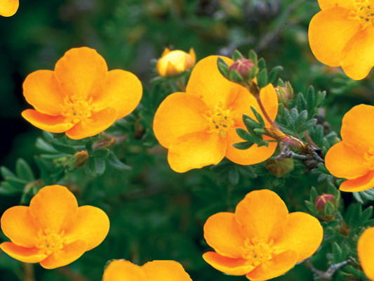 Potentilla' Tangerine