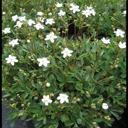 Potentilla' Nuuk Cinquefoil