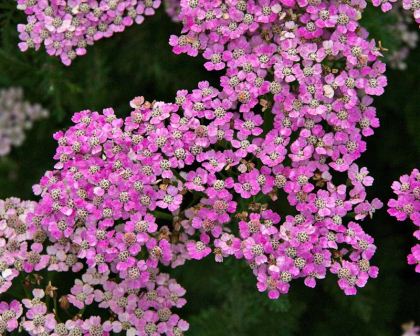 Achillea' Pretty Belinda Yarrow