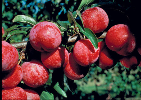 Prunus' Pembina Plum Tree