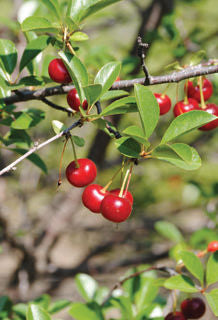 Prunus' Valentine Cherry Tree