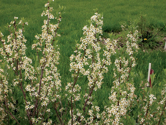 Prunus' Western Sand Cherry