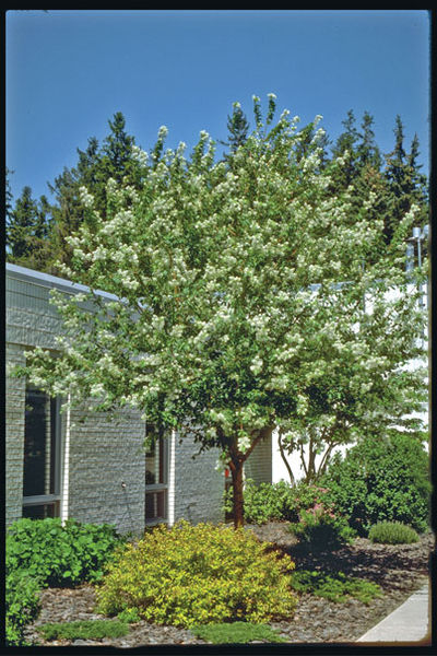 Prunus' Amur Cherry Tree