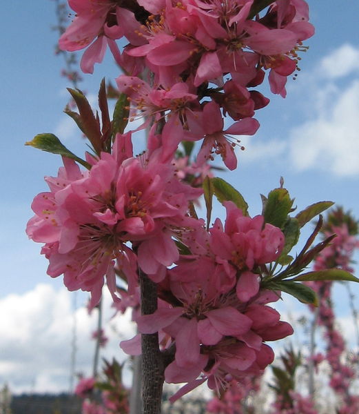 Prunus' Muckle Plum Tree