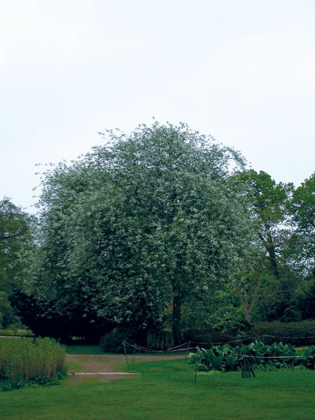 Prunus' Advance Mayday Tree