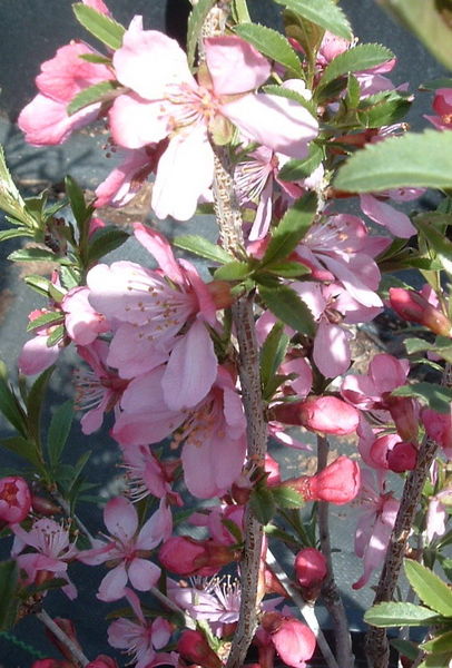 Prunus' Russian Almond