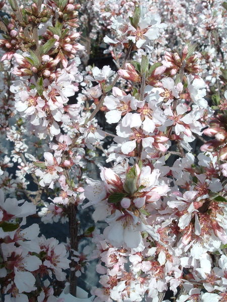 Prunus' Pink Candles Nanking Cherry