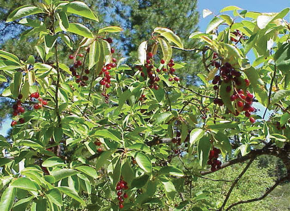 Prunus' Western Chokecherry