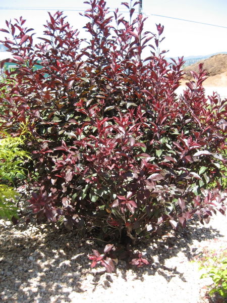 Prunus' Purple Leaf Plum/Sand Cherry