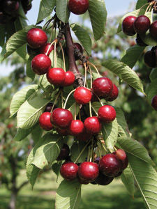 Prunus' Romeo Cherry