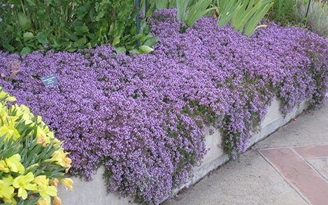 Thymus' Purple Carpet Creeping Thyme