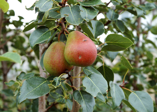 Pyrus' Golden Spice Pear Tree