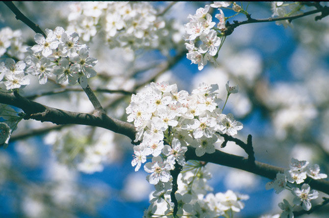 Pyrus' Ussurian Pear Tree