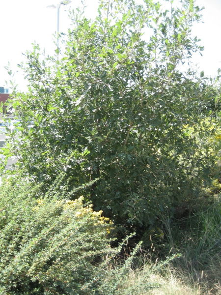 Quercus' Rocky Mountain White Oak