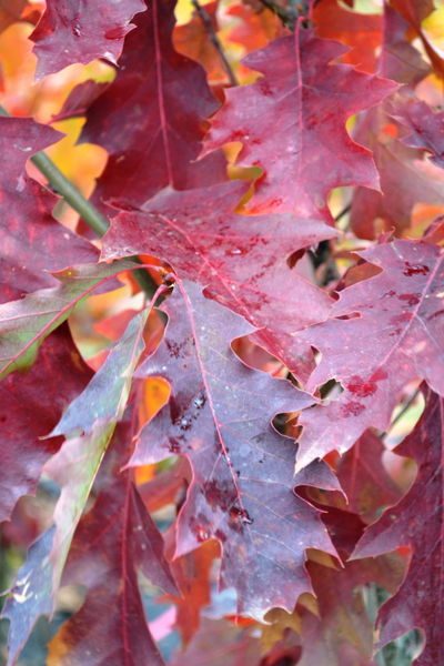 Quercus' QuickScape Minis Northern Red Oak Tree