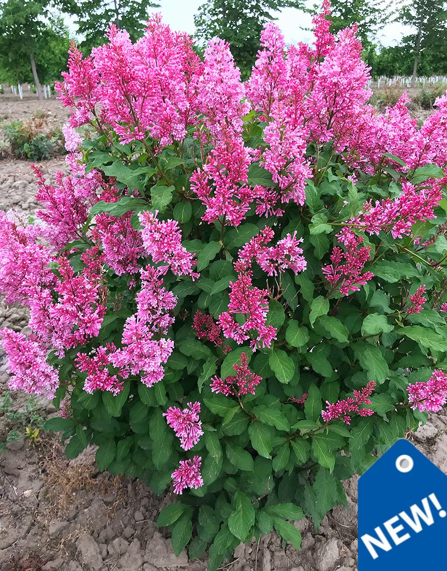 Syringa' Pinktini™ Lilac