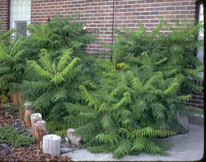 Rhus' Staghorn Sumac